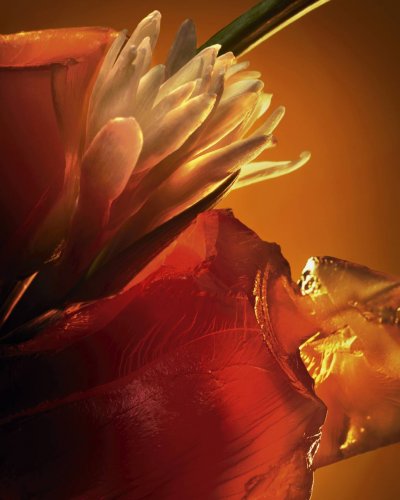 The Essence of Elegance – Oriental Fragrances for Ramadan