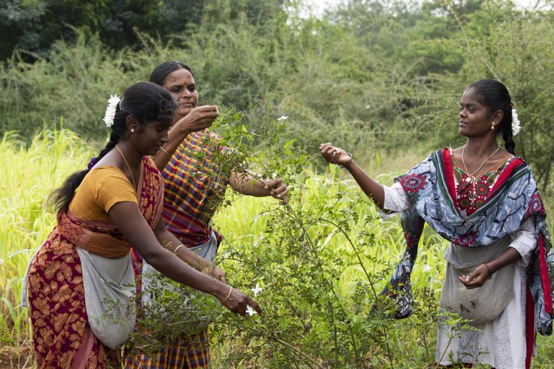“Flower Gems of India” Initiative by BVLGARI

