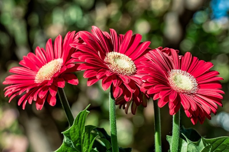<p><strong>Gerbera</strong> flowers from November to May and noting that it never gets too cold in the Gulf, it can be the perfect addition to your vase this season with its wide range of lively colors.</p>
