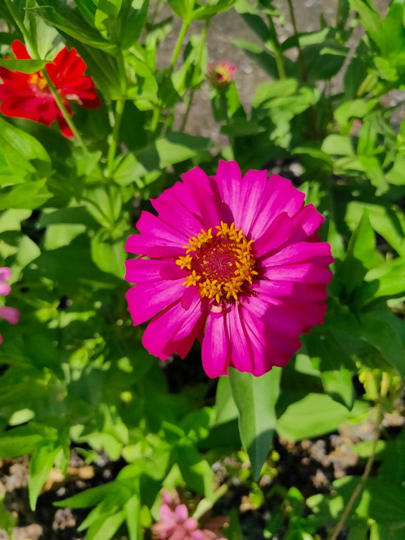 <strong>Zinnias</strong> are available in many colors you can mix and match to get the perfect bouquet. The best part is that they fully enjoy the sunlight of your outdoor space!<br />