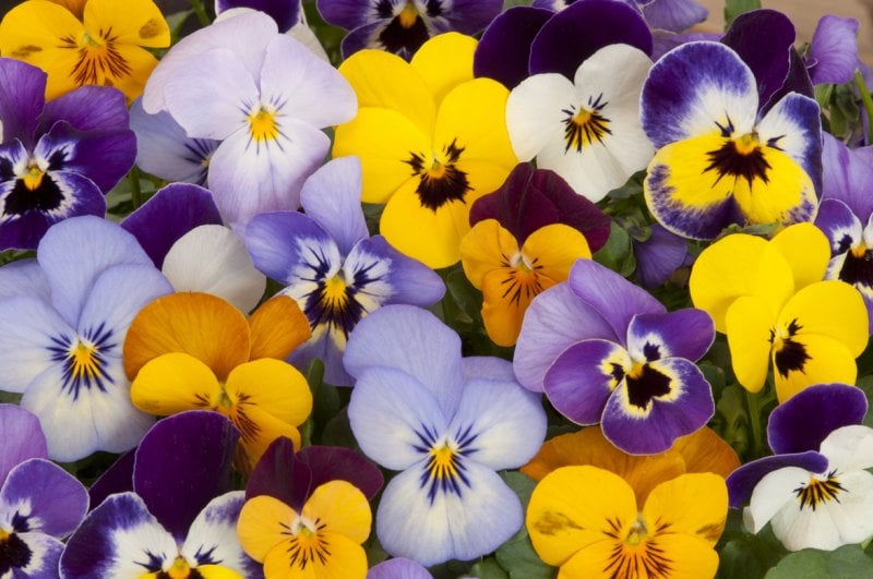 <p><strong>Pansies</strong> are another great option to decorate your home with while the weather is breezy. From blue to purple, red, orange, yellow and white, adding them to this bouquet will liven up your interiors.</p>