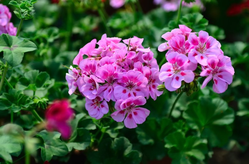 <strong>Geranium</strong>, same as Impatiens, they should be planted in a big space with intermittent direct sunlight. And make sure they have enough space to grow tall and flaunt their lush foliage!<br />