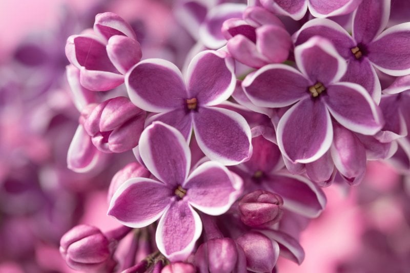 <p><strong>Lilacs</strong> are spring flowers but work perfectly well in the Gulf countries in this weather. Also ideal for creating a natural fence in a garden, these flowers will add a one-of-a-kind feel to your space with their stunning fragrance.</p>