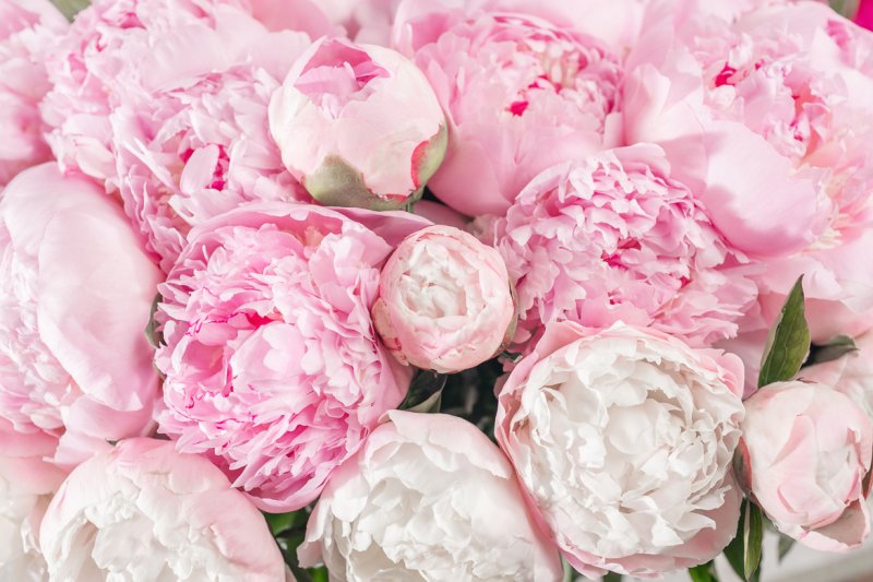<p>Nothing beats the beauty of <strong>peonies</strong> when in full bloom and this weather is the best time for this flower to display its stunning lush foliage. Another reason to love them even more? It would definitely be the fact that we can choose the scent that we love the most, from the rose-like fragrance to the lemony one simply the kind that has no scent at all.</p>