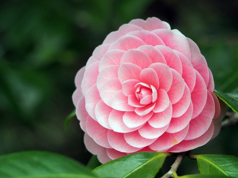 <p>The gorgeous <strong>camellia</strong> is our fifth choice of flowers for this season. Available in white and shades of pink or red, they live long and come in various shapes. It’s in fact Gabrielle Chanel’s favorite flower, need we say more?</p> <em>Article Written by Mirella Haddad</em>