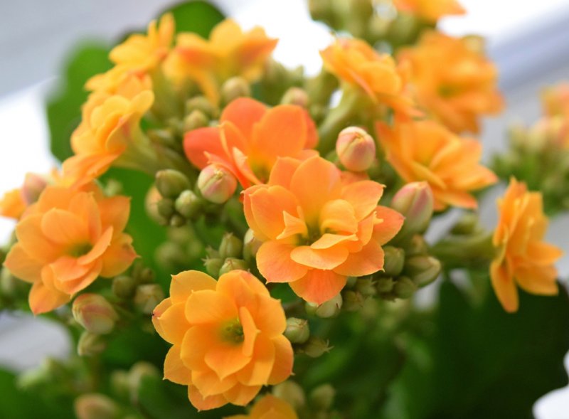 <strong>Kalanchoe</strong> is perfect to be grown inside your home sweet home. It needs a cool atmosphere and shade, as well as a windless place. Although tiny, it’s available in so many colors.