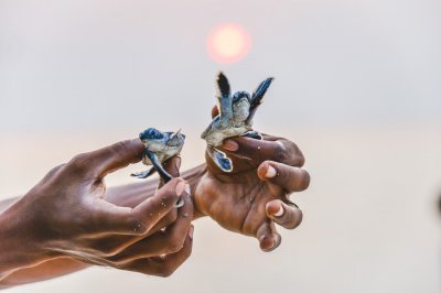Coco Collection Opens Maldives&rsquo; First Turtle Rescue Center
