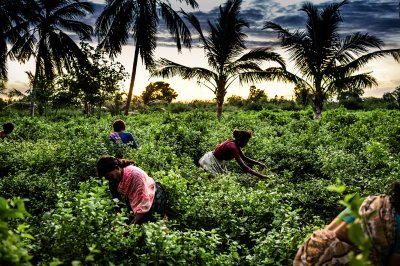 EXCLUSIVE - Dior Reveals Its &ldquo;Quest for Essences&rdquo; in Three Videos
