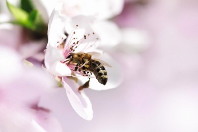 Guerlain, UNESCO and Angelina Jolie Inaugurate New Phase of Women for Bees Program
